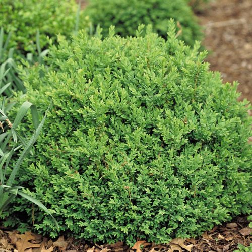 BUXUS NORTH STAR BOXWOOD