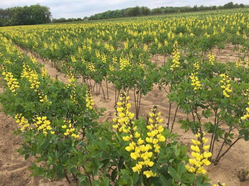 Baptisia Lemon Meringue