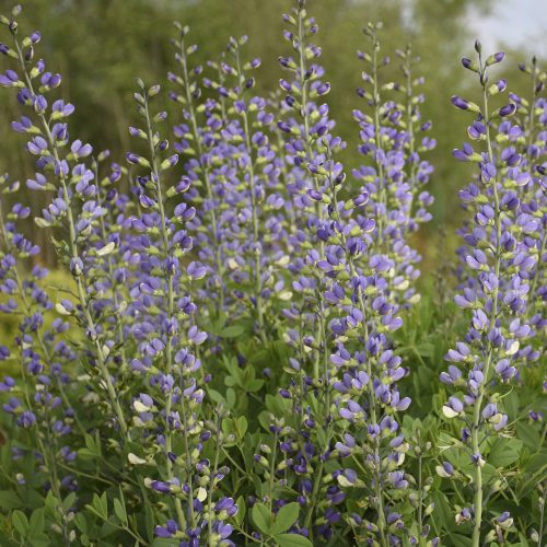 Baptisia_decadence_Blue_Bubbly_false_indigo_pw_bapbb_01