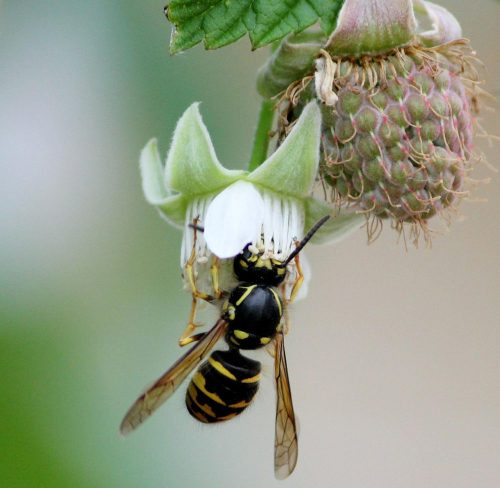 Bee pollinating raspberry stock photo Bee Pollinating Raspberry