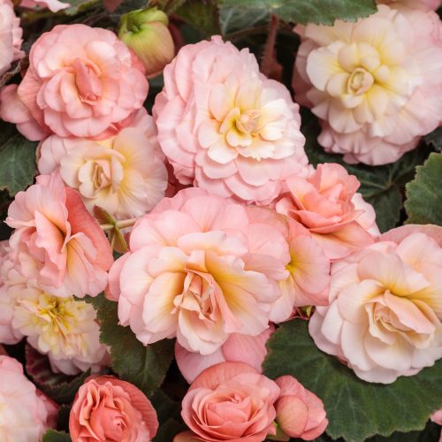 DOUBLE DELIGHT™ Blush Rose Begonia