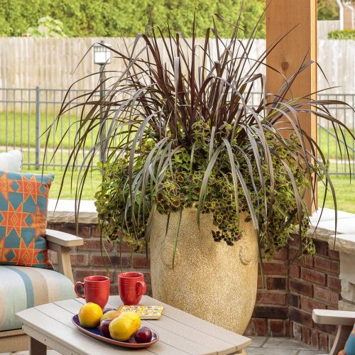 Blog 2-late summer grass pot_Proven Winners Blog 2-late summer grass pot_Proven Winners