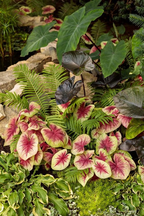 Bold foliage landscape planting_Proven Winners Bold foliage landscape planting_Proven Winners