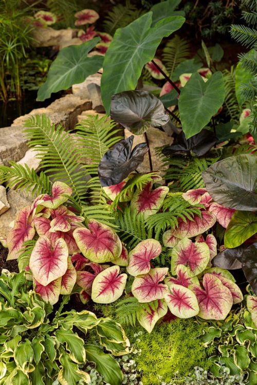 Bold foliage landscape planting_Proven Winners