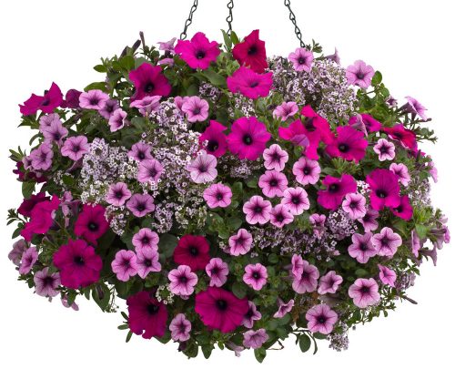 Boost of Energy recipe-Harmonious colors example_Proven Winners Boost of Energy recipe-Harmonious colors example_Proven Winners