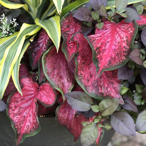 CALADIUM HEART TO HEART SCARLET FLAME STRAP LEAF CALADIUM