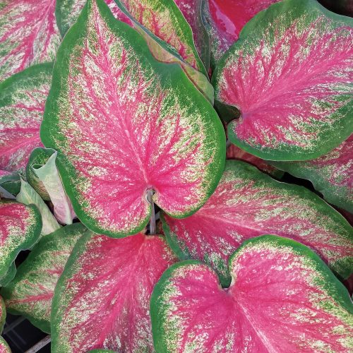 CALADIUM HEART TO HEART TICKLE ME PINK STRAP LEAF CALADIUM