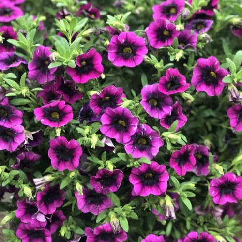 CALIBRACHOA SUPERBELLS BLACKCURRANT PUNCH MILLIONBELLS