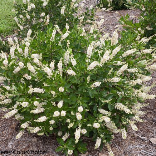 Cutting Edge' - Foamflower - Tiarella hybrid