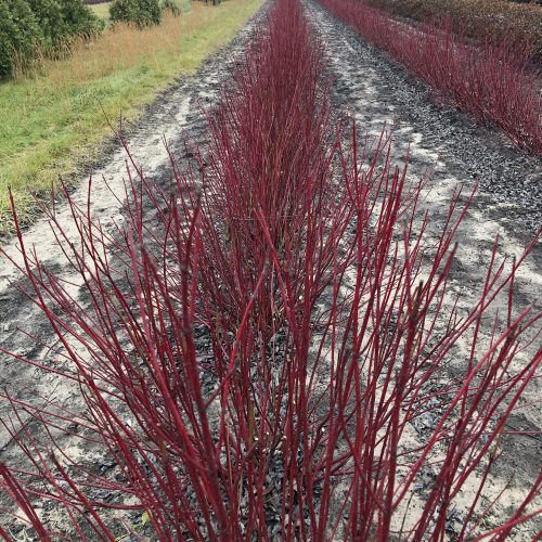 CORNUS ARCTIC FIRE RED TWIG DOGWOOD