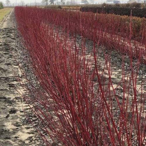 CORNUS ARCTIC FIRE RED TWIG DOGWOOD