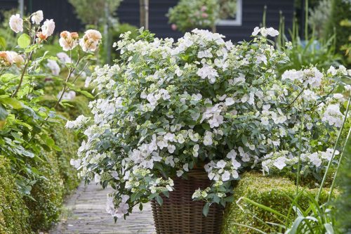 Hydrangea Runaway Bride®