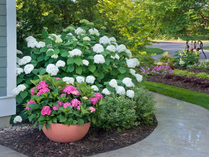 Cityline hydrangea in container_Proven Winners