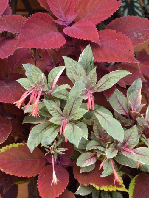 Coleus Rediculous-Fuchsia Firecracker_Susan Martin