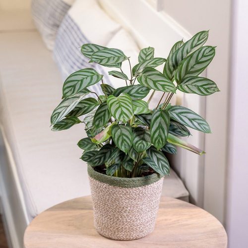 Ctenanthe Exotica_Proven Winners Ctenanthe Exotica_Proven Winners