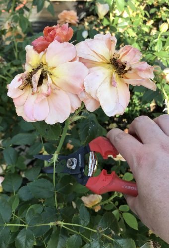 Deadheading At Last roses_Susan Martin