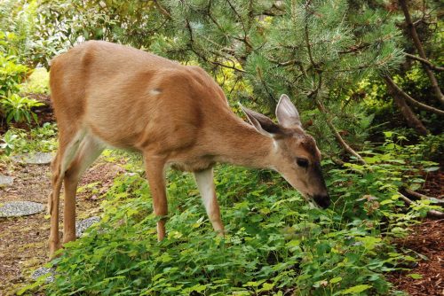 Deer-browsing-stock-photo