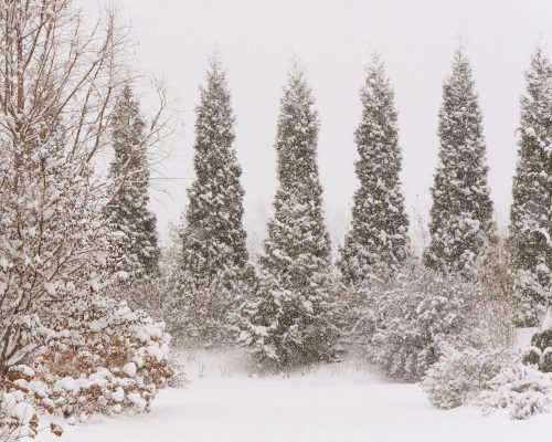E Thuja American Pillar in snow_Spring Meadow Nursery Photo Courtesy of Spring Meadow