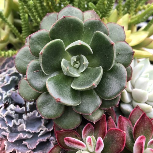 ECHEVERIA CILIATA X NODULOSA ECHEVERIA