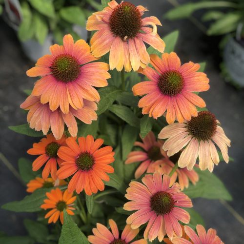 ECHINACEA COLOR CODED ORANGE YOU AWESOME CONEFLOWER