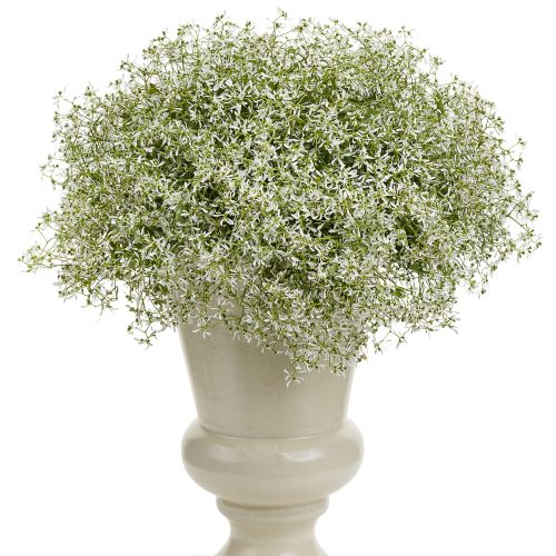 EUPHORBIA_DIAMOND_FROST_EUPHORBIA_PW_EUPDF_01 EUPHORBIA DIAMOND FROST EUPHORBIA