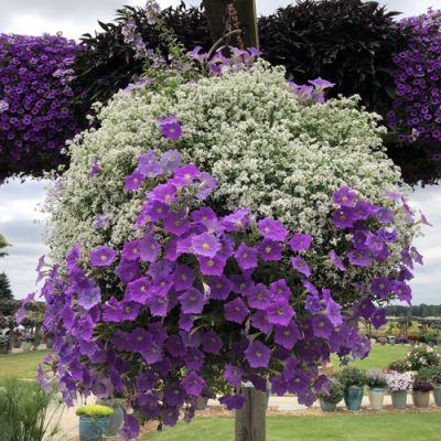 EUPHORBIA DIAMOND SNOW EUPHORBIA