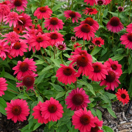 Echinacea_Sombrero_Baja_Burgundy_coneflower_BH_echbb_02