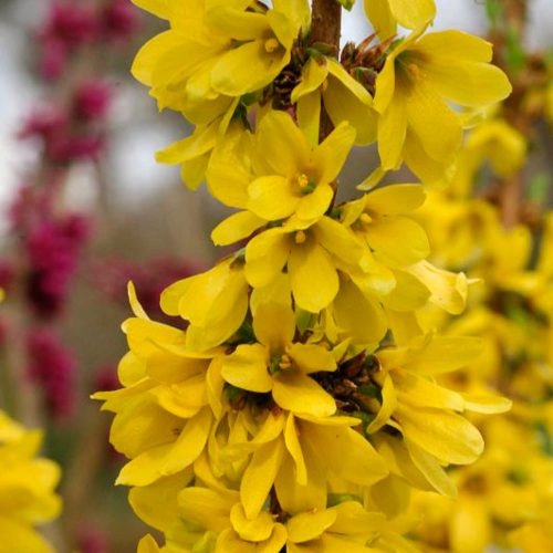 FORSYTHIA SHOW OFF STARLET FORSYTHIA