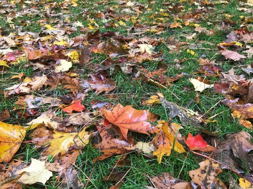Fall leaves on turf_Susan Martin Fall leaves on turf_Susan Martin