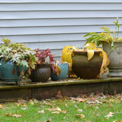 Fall perennials in pots_Susan Martin Fall perennials in pots - Photo courtesy of Susan Martin