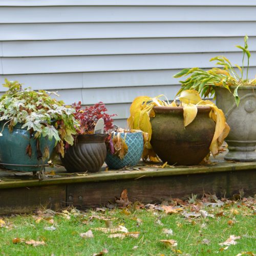 Fall perennials in pots_Susan Martin