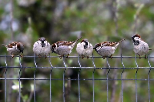 Flock of sparrows_stock photo