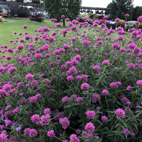 GOMPHRENA TRUFFULA PINK GLOBE AMARANTH