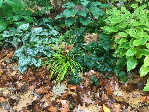 Garden bed with fallen leaves_Susan Martin Garden bed with fallen leaves_Susan Martin