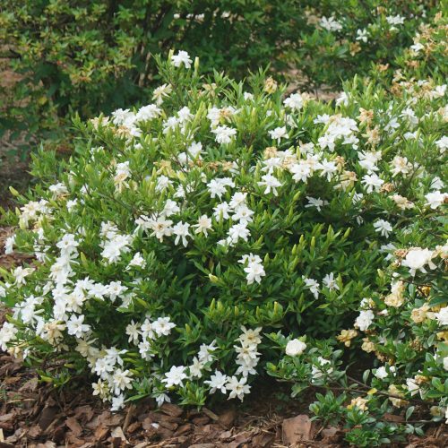 Gardenia_Steady_As_She_Goes_gardenia_pw_GARSS_02