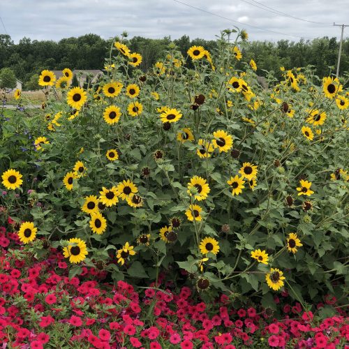 HELIANTHUS_SUNCREDIBLE_YELLOW_SUNFLOWER_GC_HELSY_06 HELIANTHUS SUNCREDIBLE YELLOW SUNFLOWER