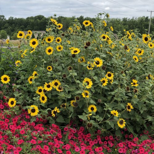 HELIANTHUS_SUNCREDIBLE_YELLOW_SUNFLOWER_GC_HELSY_06 HELIANTHUS SUNCREDIBLE YELLOW SUNFLOWER
