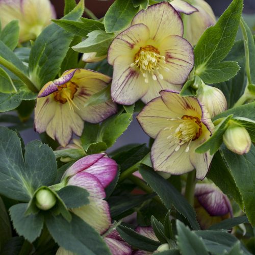 HELLEBORUS HONEYMOON TROPICAL SUNSET LENTEN ROSE