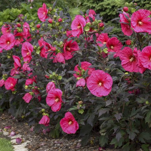 HIBISCUS SUMMERIFIC EVENING ROSE ROSE MALLOW