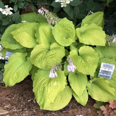 HOSTA SHADOWLAND COAST TO COAST HOSTA