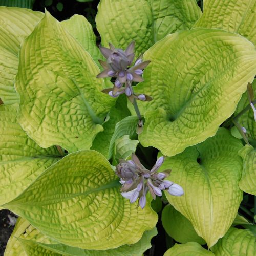 HOSTA SHADOWLAND COAST TO COAST HOSTA