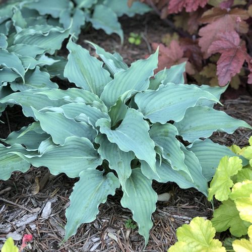 HOSTA SHADOWLAND WATERSLIDE HOSTA