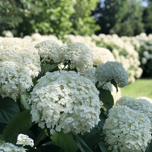 HYDRANGEA INCREDIBALL SMOOTH HYDRANGEA