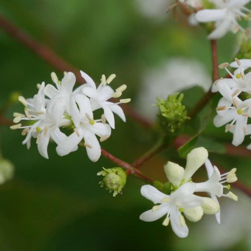 Heptacodium Temple of Bloom white flower_Spring Meadow Nursery