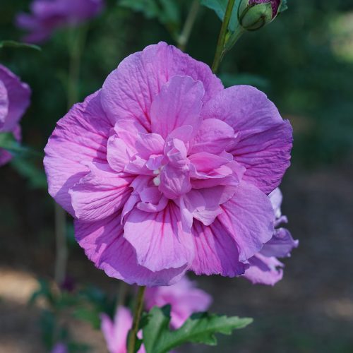 Dark Lavender CHIFFON® Rose of Sharon