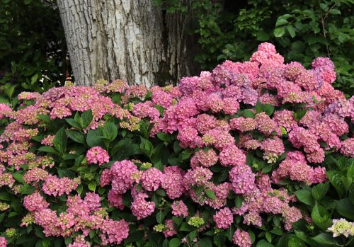 Hydrangea Lets Dance Arriba_Spring Meadow Nursery