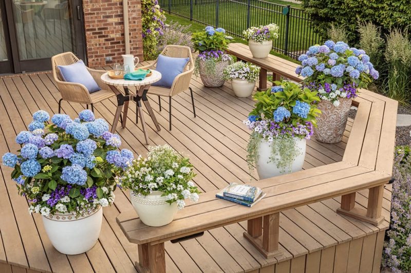 Hydrangea Patio top view_Proven Winners Hydrangea Patio top view_Proven Winners