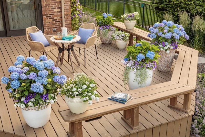 Hydrangea Patio top view_Proven Winners