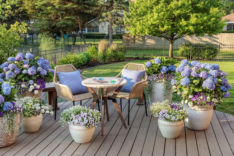 Hydrangea Patio w game table_Proven Winners