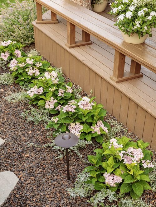 Hydrangea Tuff Stuff in landscape_Proven Winners Photo courtesy of Proven Winners